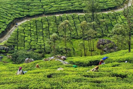 3-days-munnar-top-places-to-visit-header-munnar-tourism.jpg